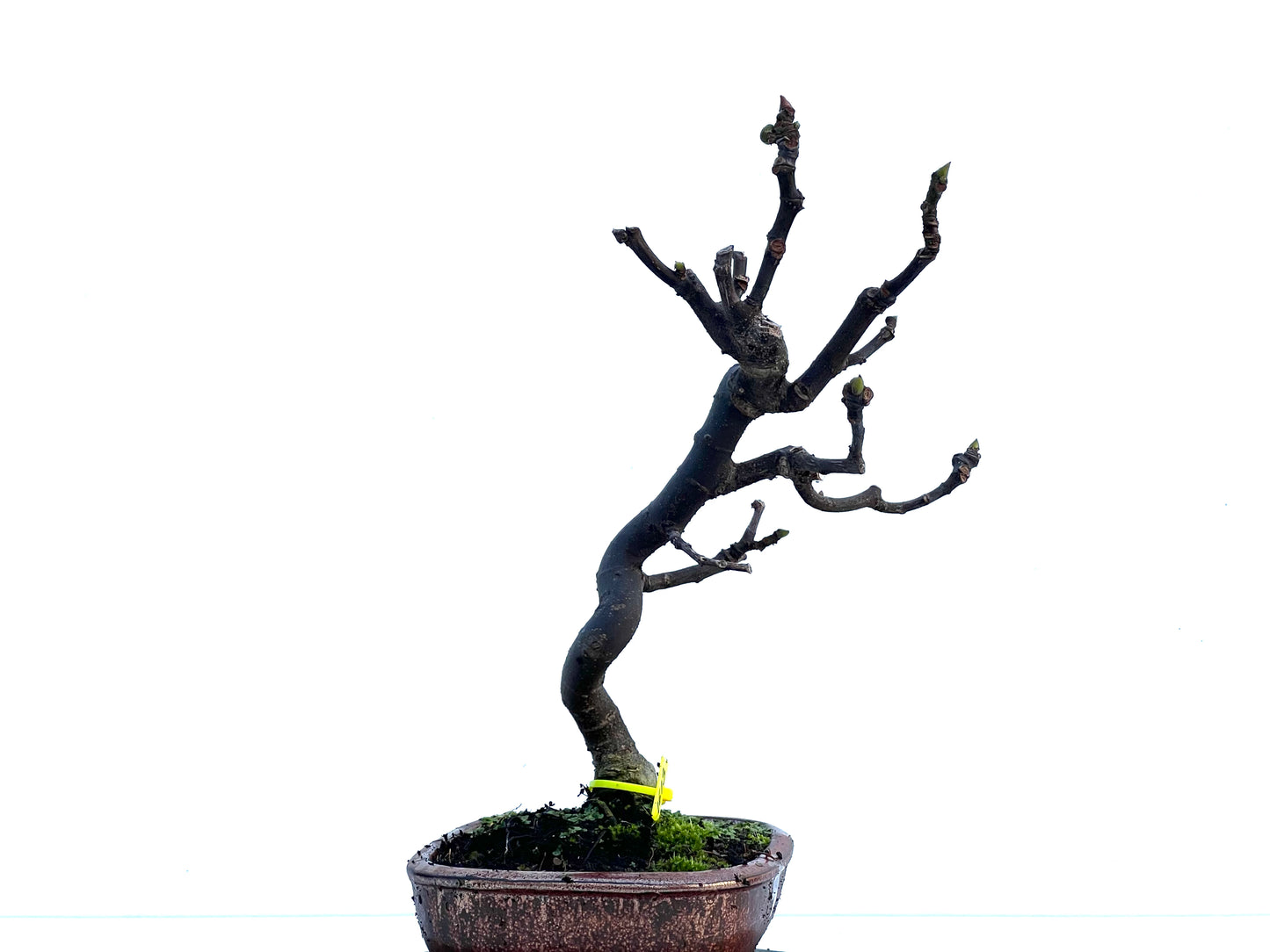 Ficus Carica 1613