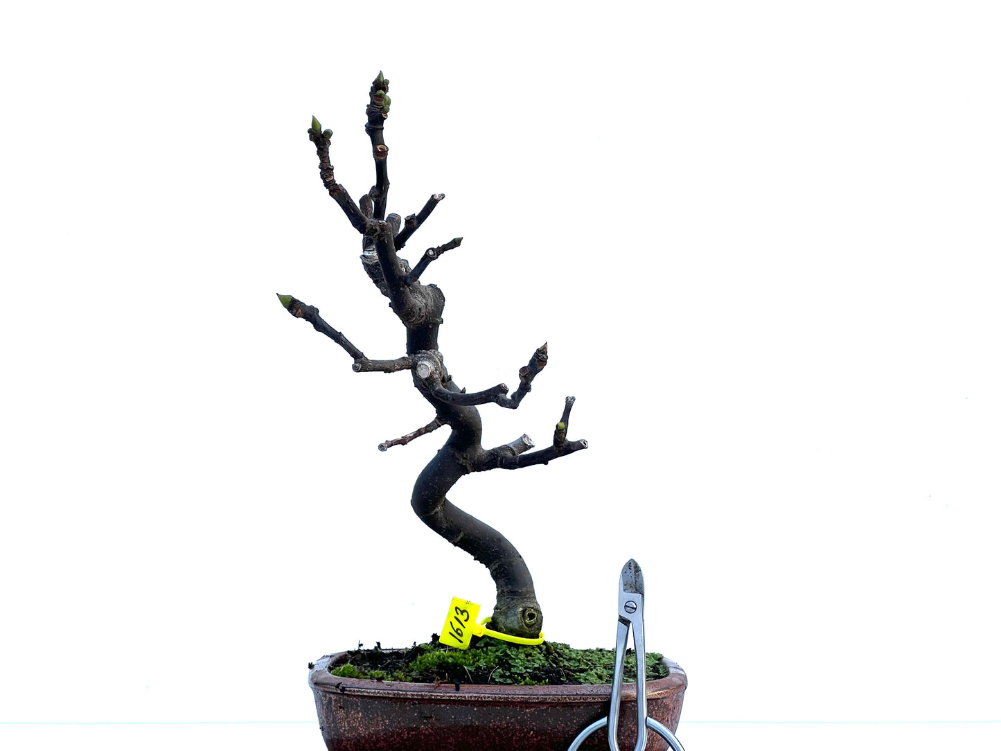 Ficus Carica 1613
