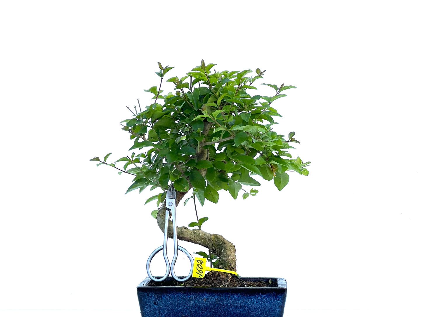 Ligustrum Sinensis 1602