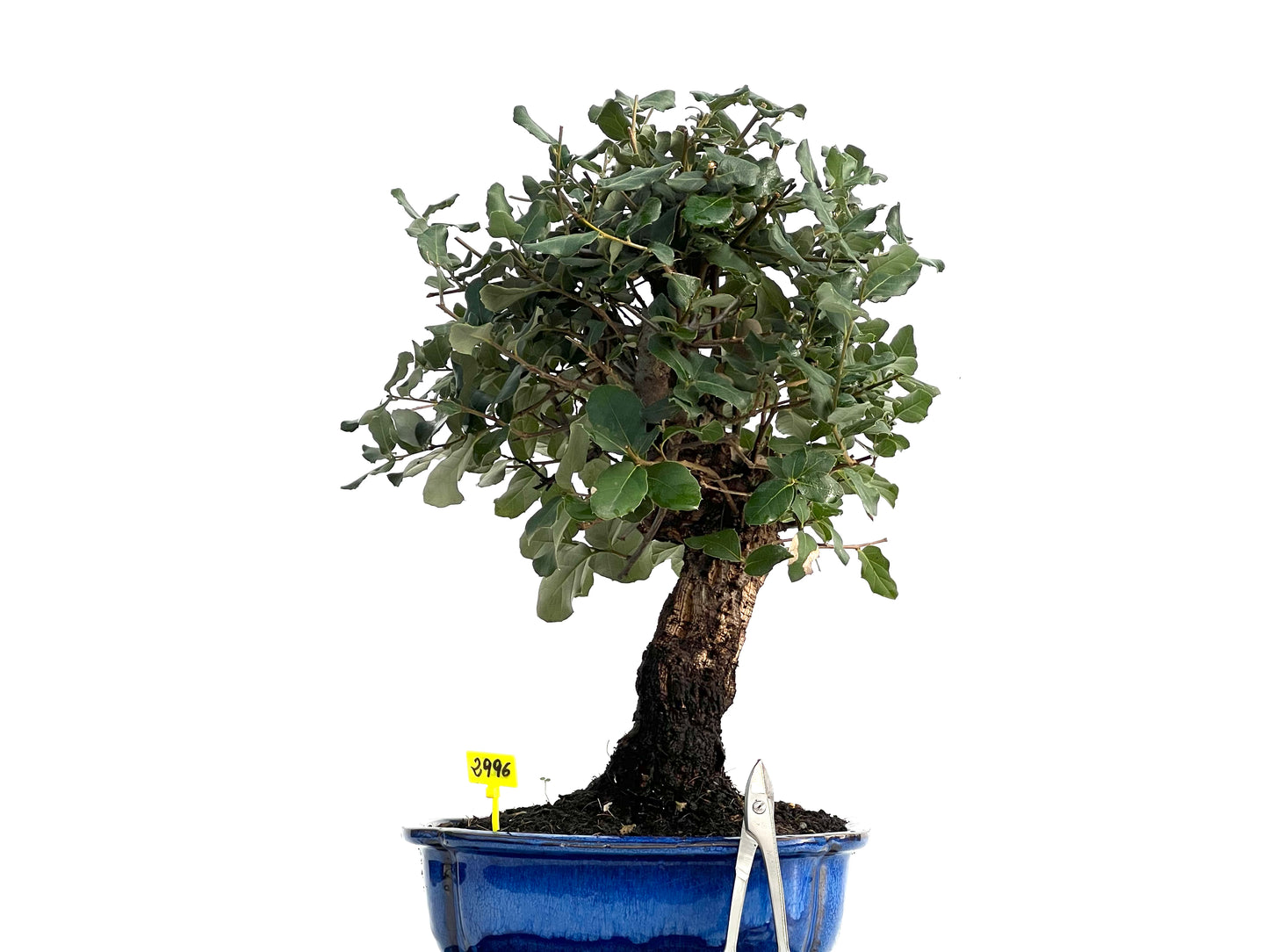 Quercus Suber 2996