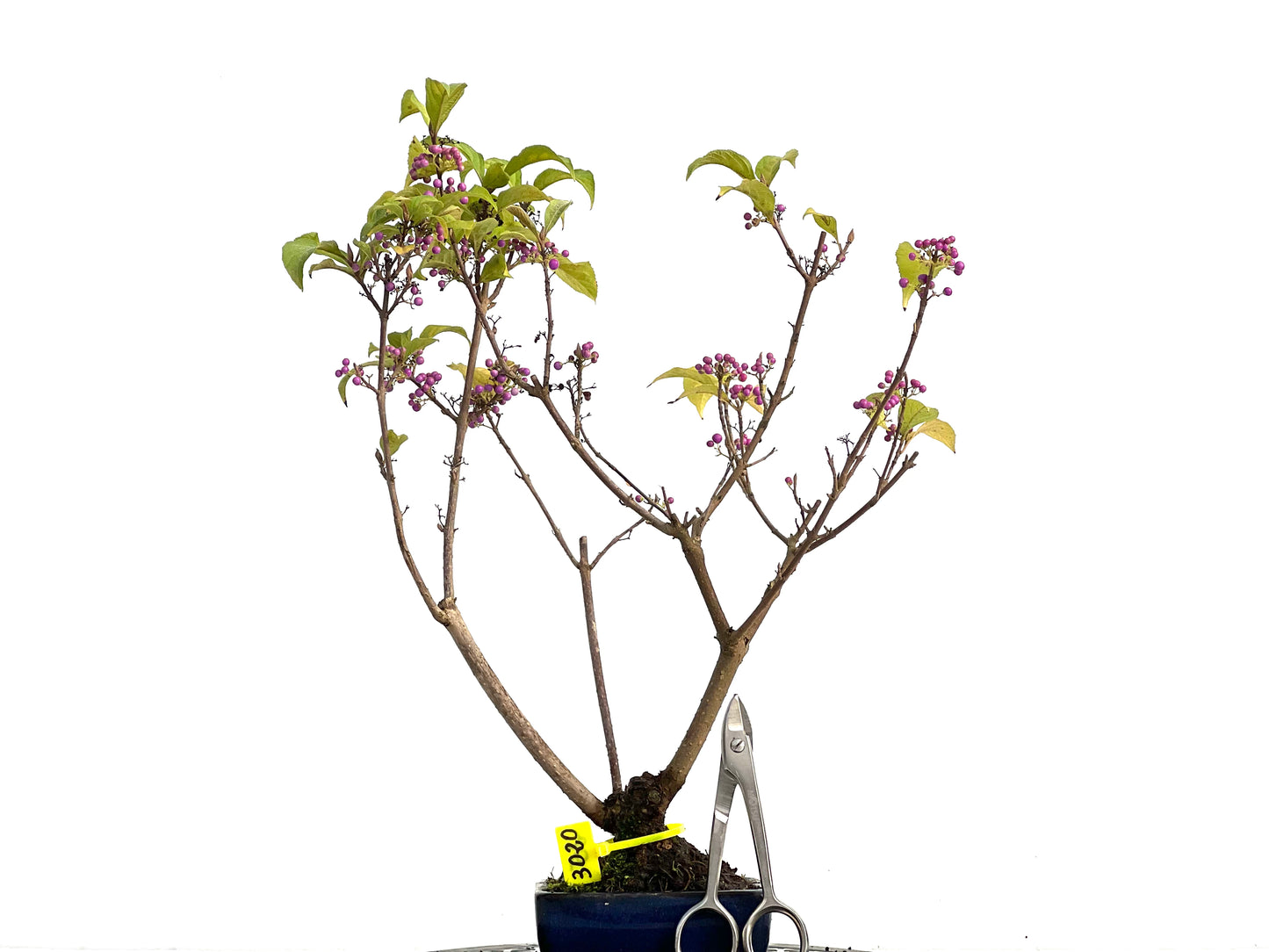 Callicarpa Japonica 3020