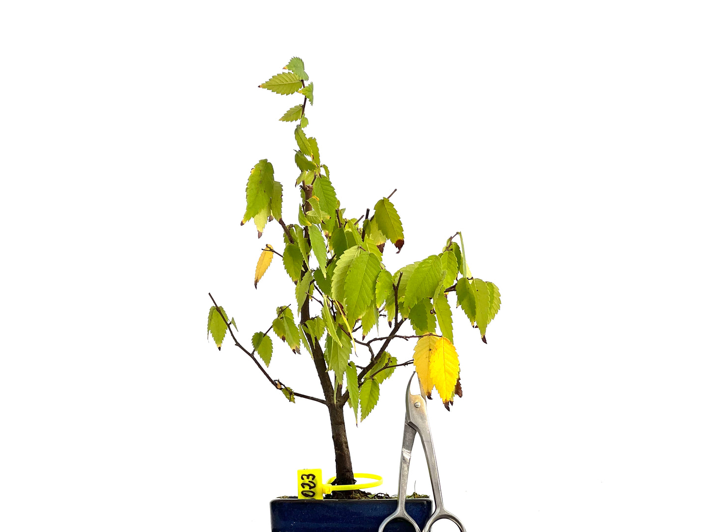 Zelkova Serrata 3023