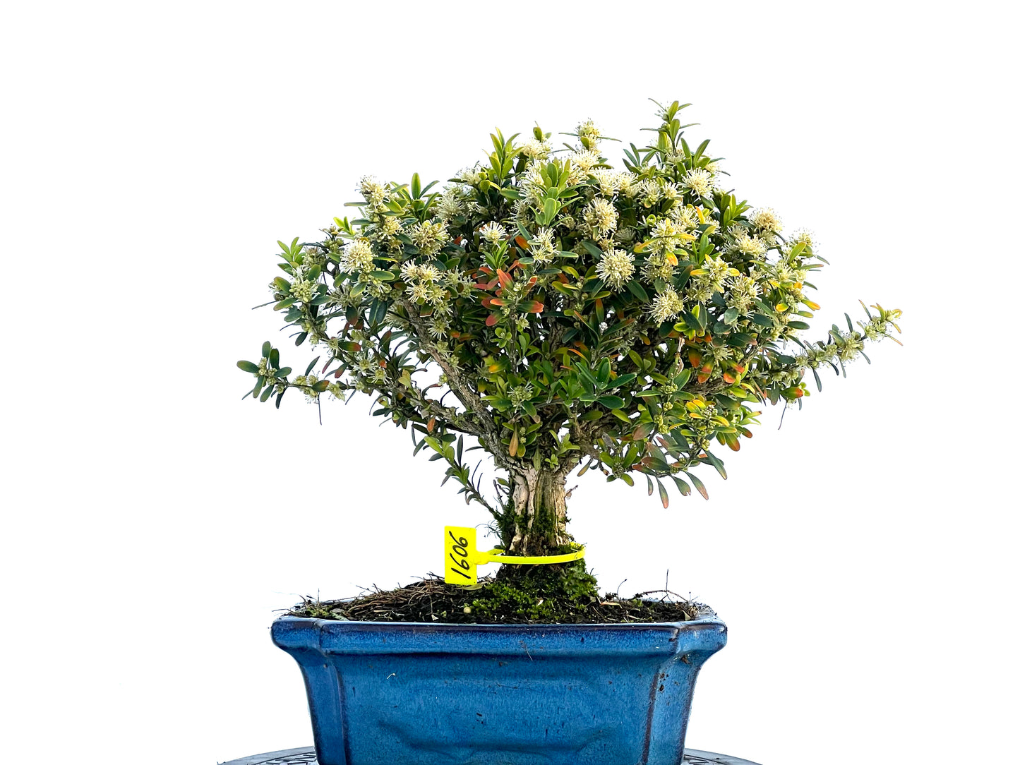 Buxus Harlandii 1606