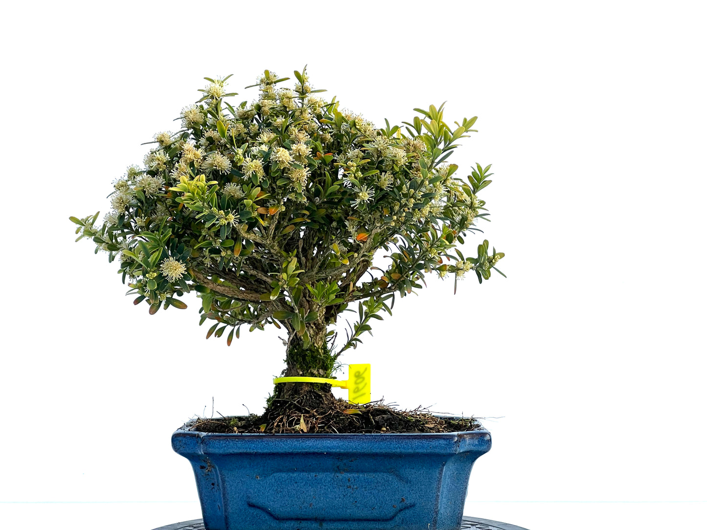 Buxus Harlandii 1606