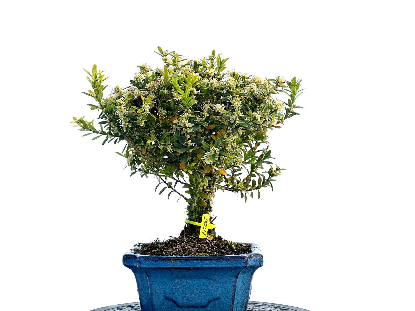 Buxus Harlandii 1606