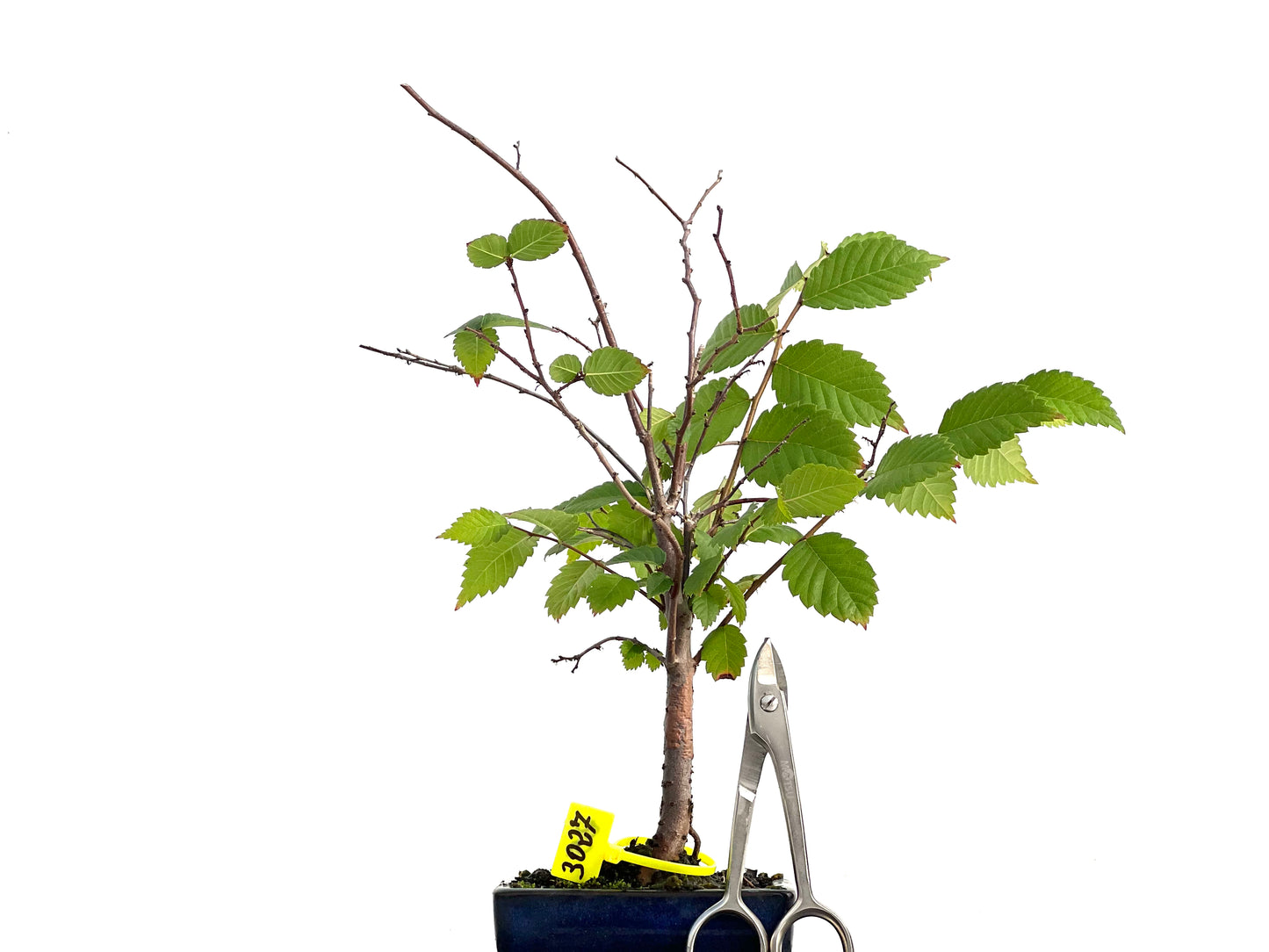 Zelkova Serrata 3027