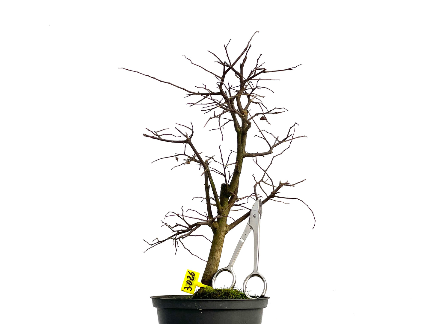 Celtis Australis 3026