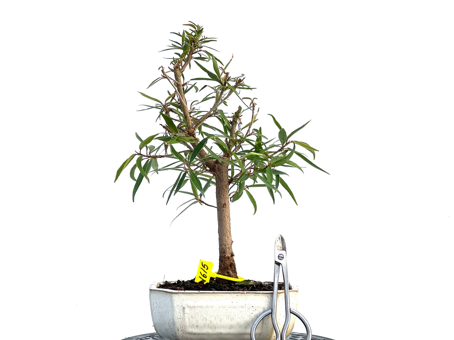 Ficus Nerifolia 1615