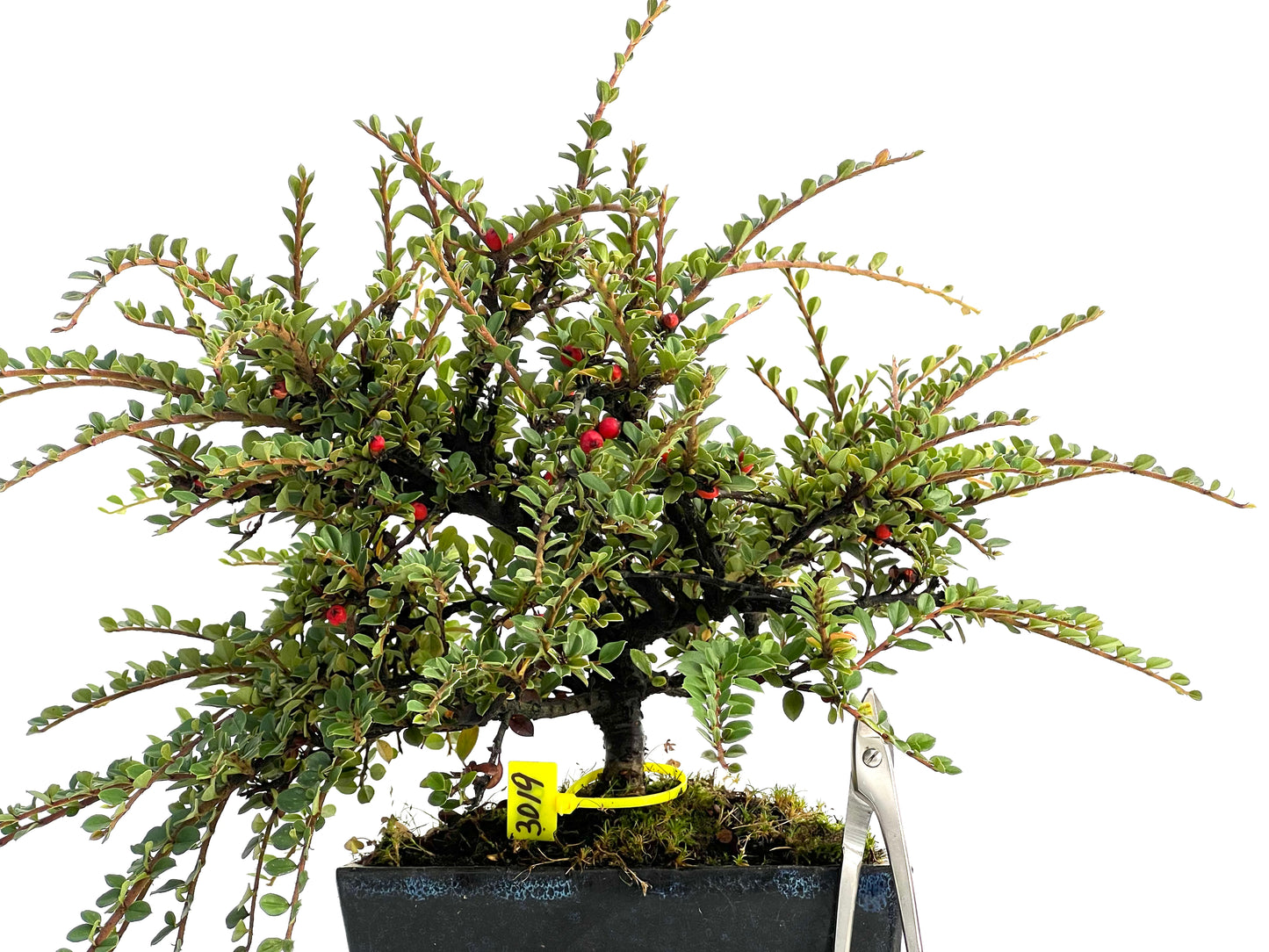 Cotoneaster Horizontalis 3019