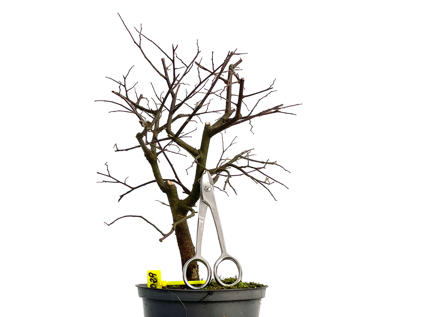 Celtis Australis 3029