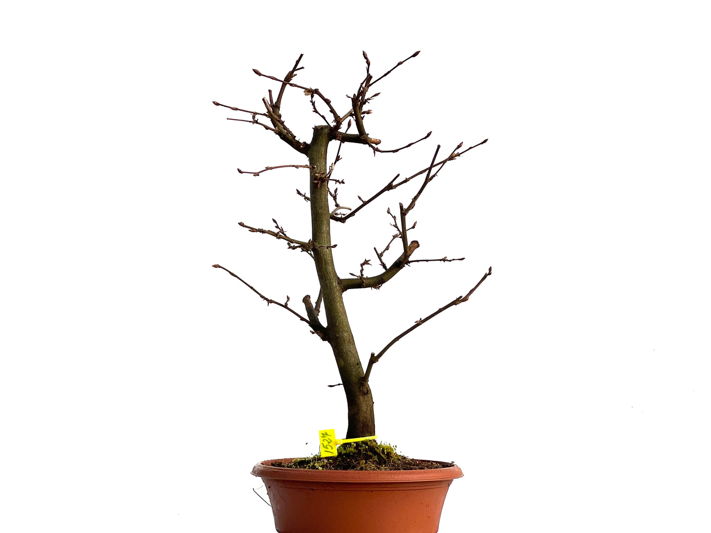 Carpinus Betulus 1527
