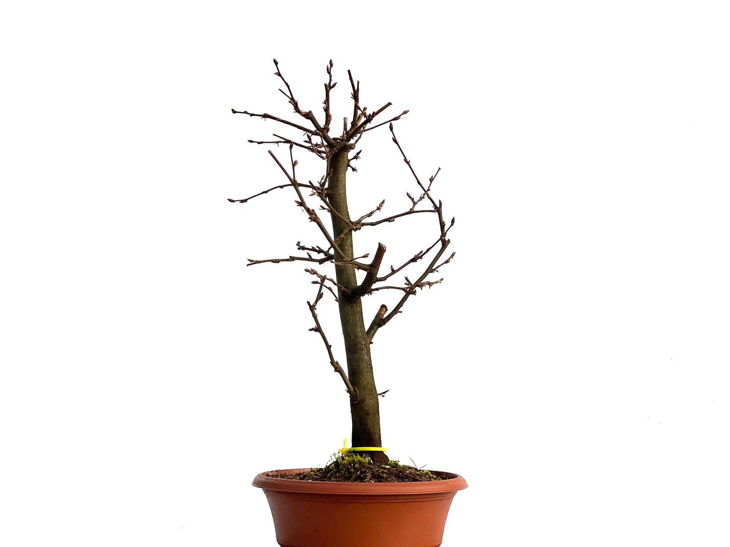 Carpinus Betulus 1527