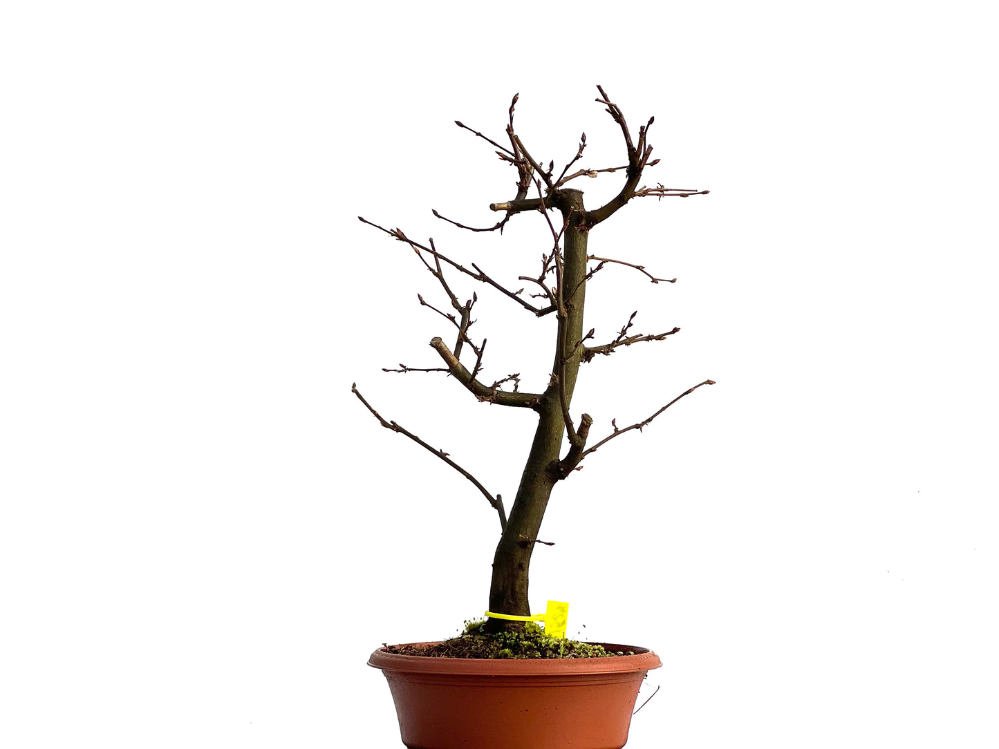 Carpinus Betulus 1527