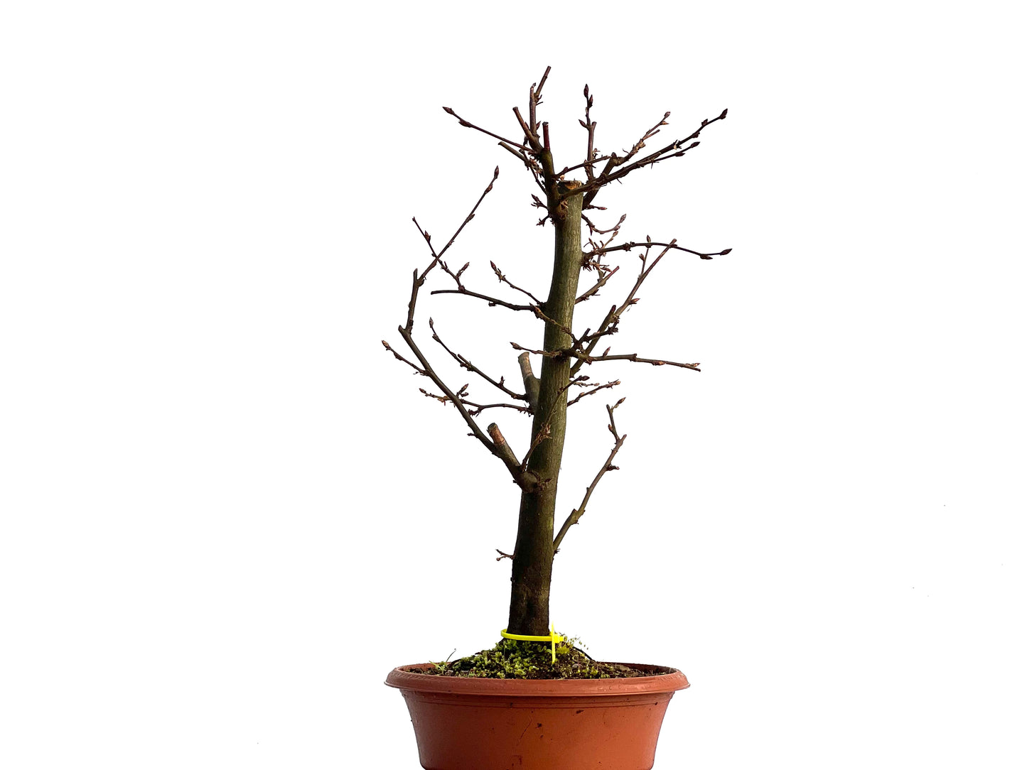 Carpinus Betulus 1527
