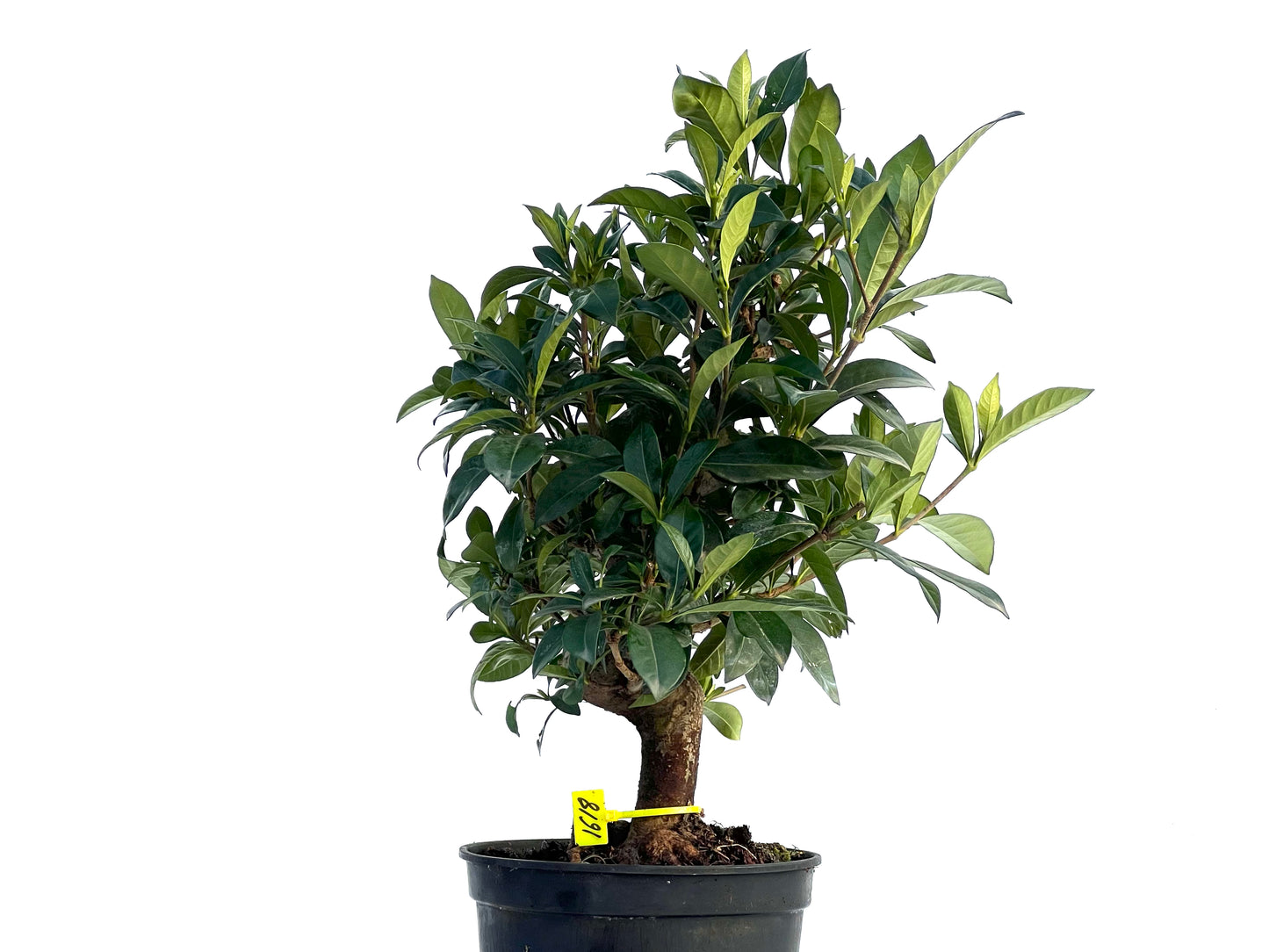 Gardenia Jasminoides 1618
