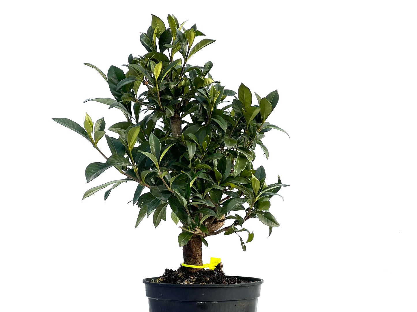 Gardenia Jasminoides 1618