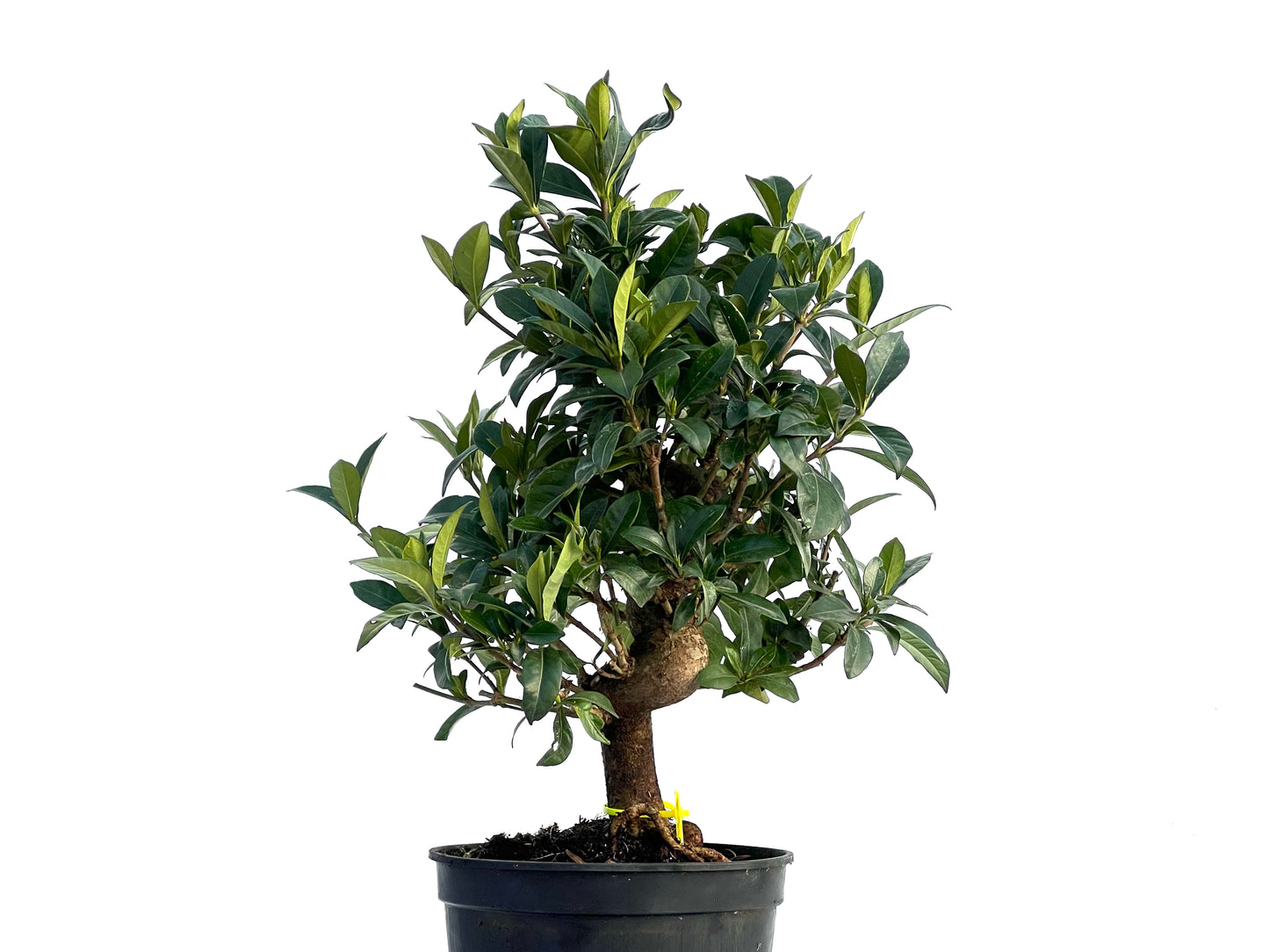 Gardenia Jasminoides 1618