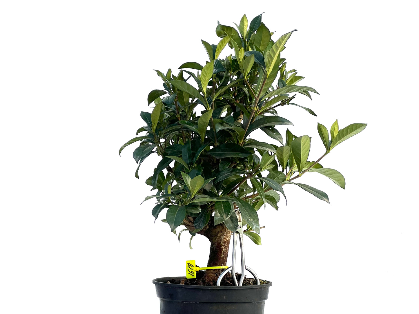 Gardenia Jasminoides 1618