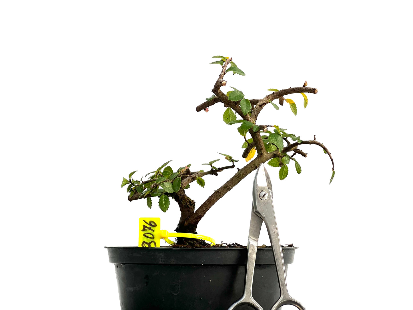 Ulmus Parvifolia 3076