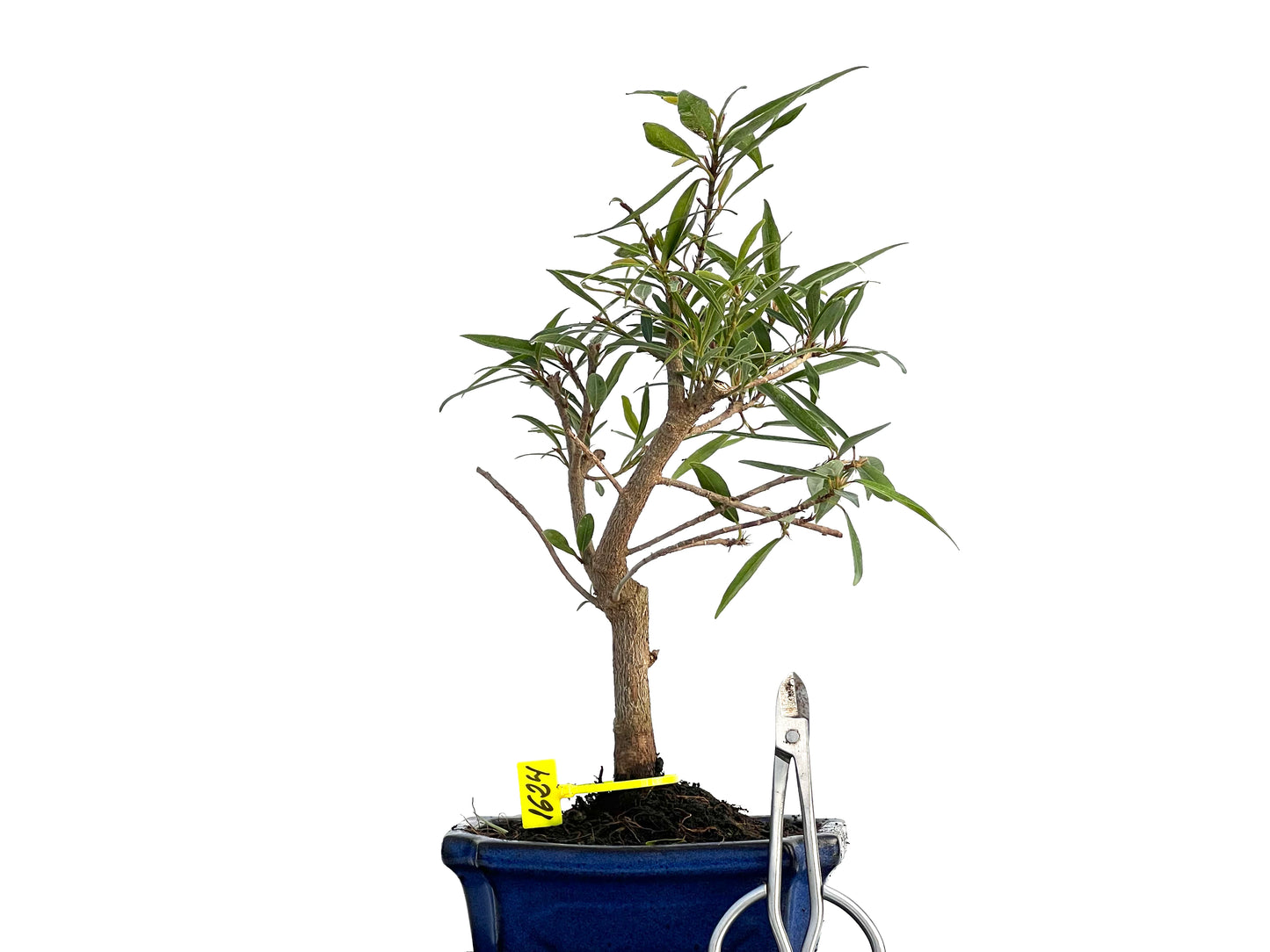 Ficus Nerifolia 1624