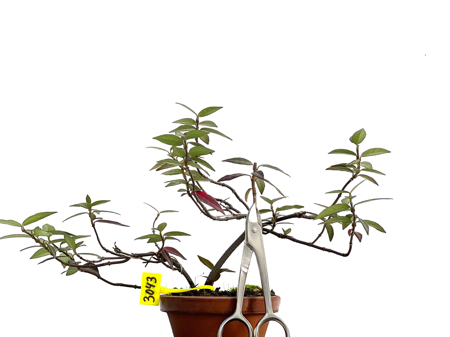 Trachelospermum Asiaticum 3043