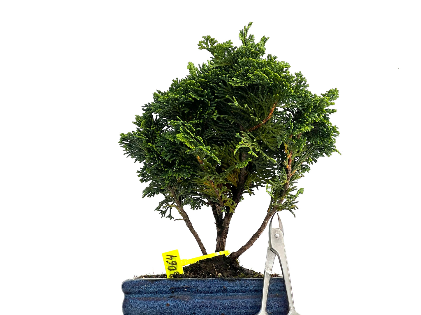 Chamaecyparis Obtusa Nana 3064