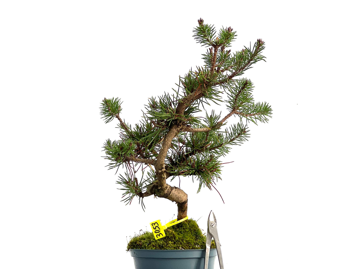Pinus Sylvestris 3053