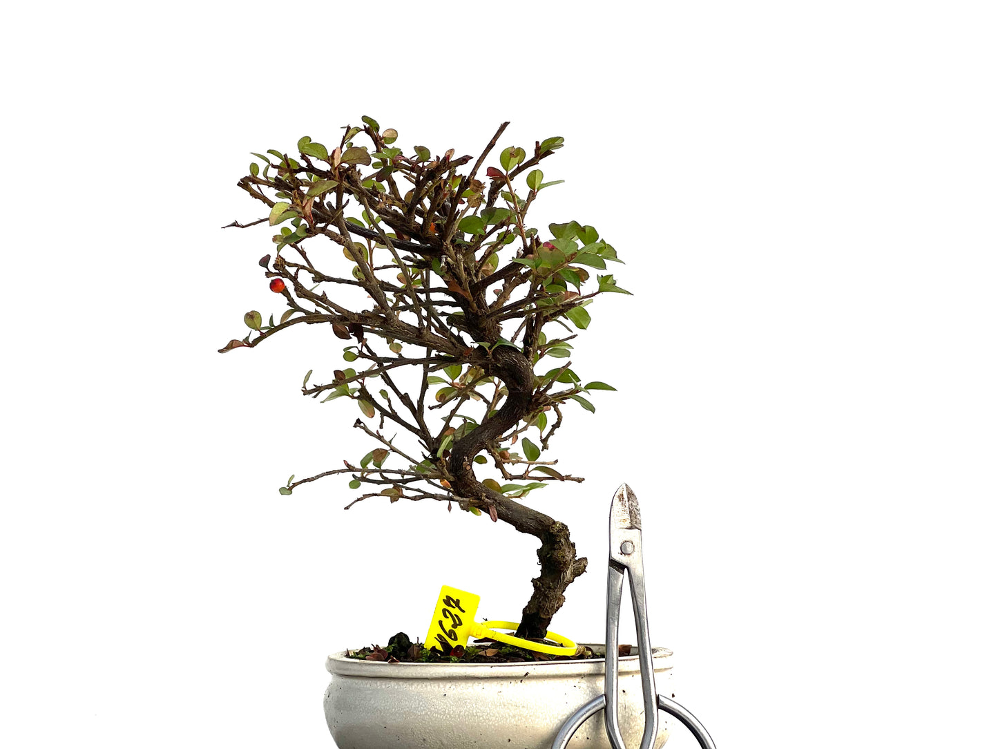 Cotoneaster Horizontalis 1627