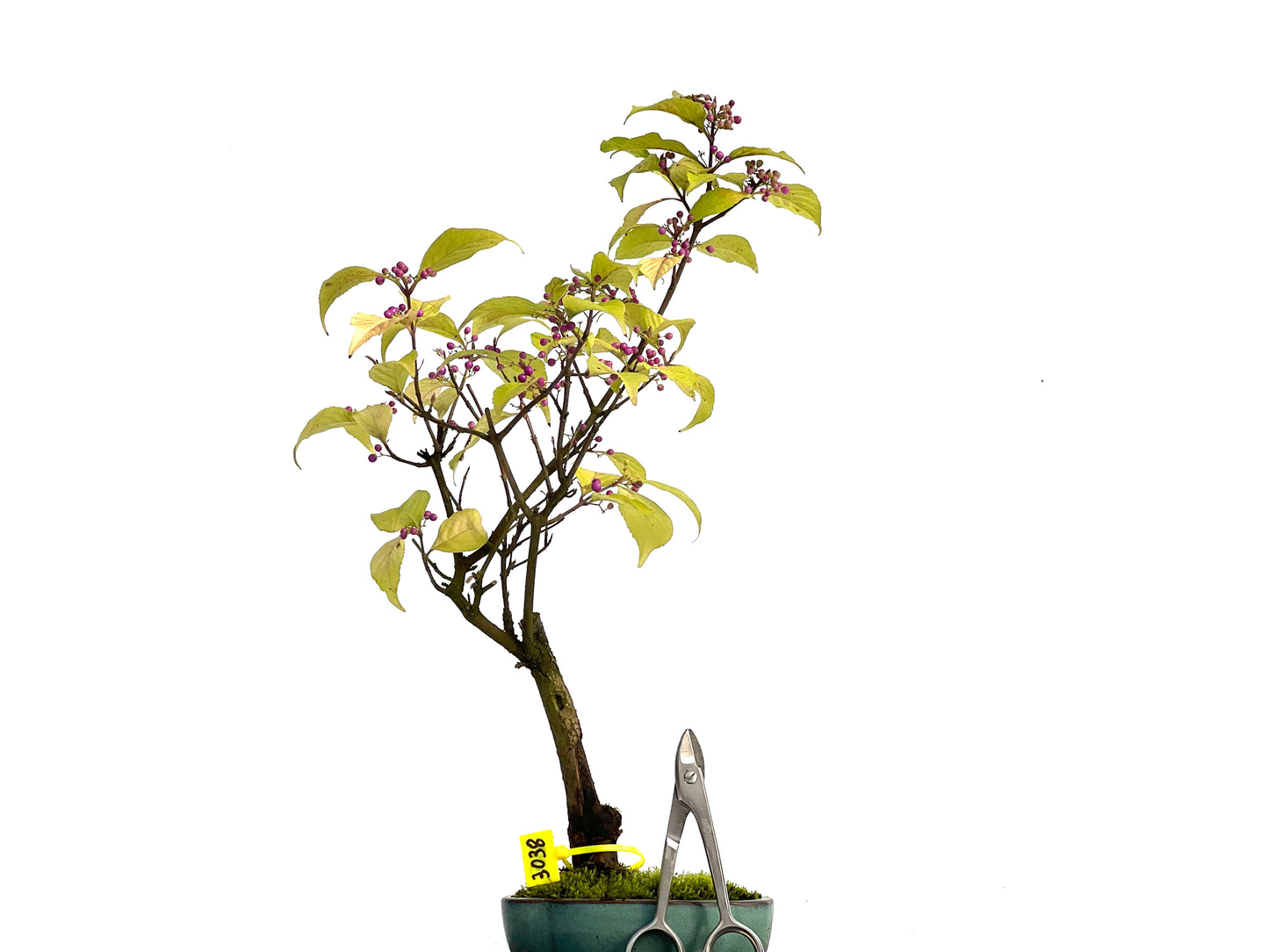 Callicarpa Japonica 3038