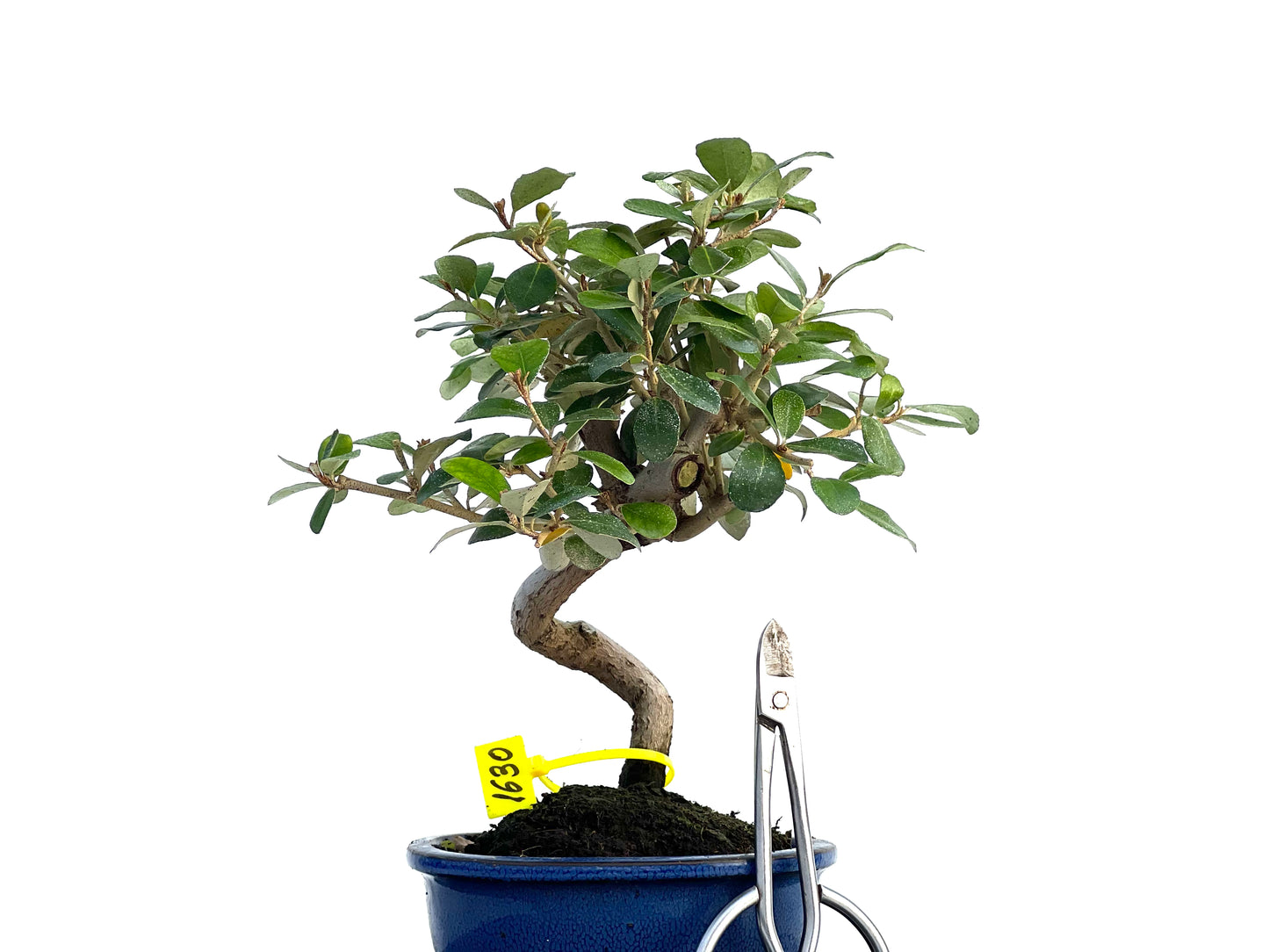 Eleagnus Pungens 1630