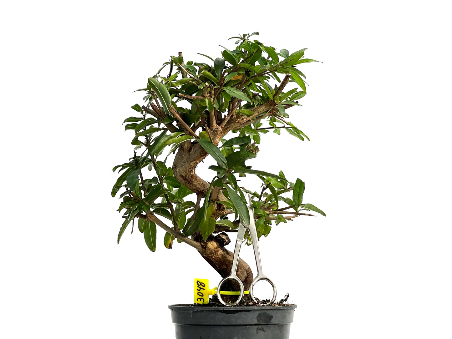 Punica Granatum Nejikan 3048