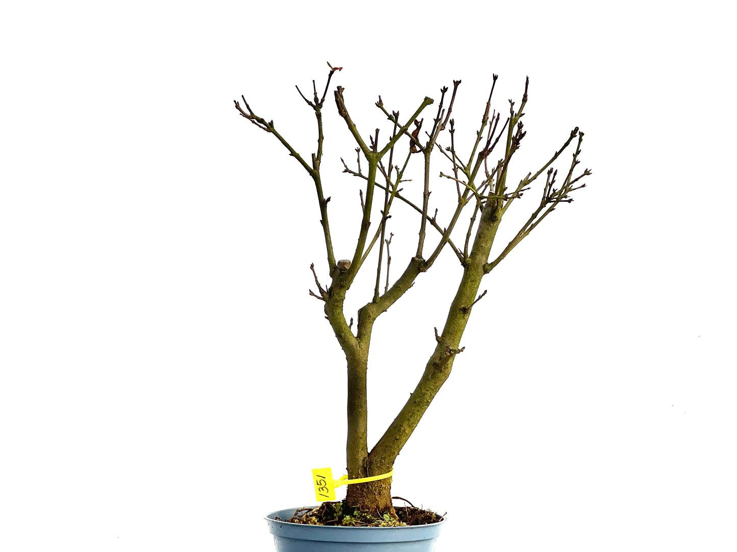 Punica Granatum Nana 1351