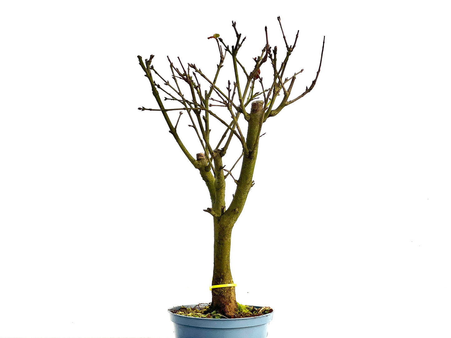 Punica Granatum Nana 1351