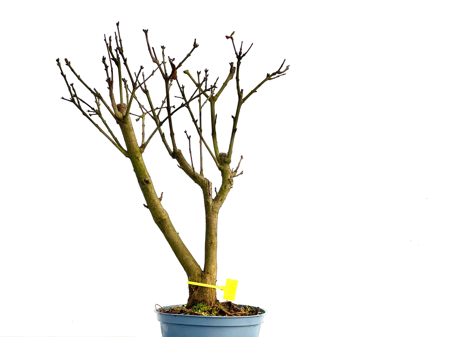 Punica Granatum Nana 1351
