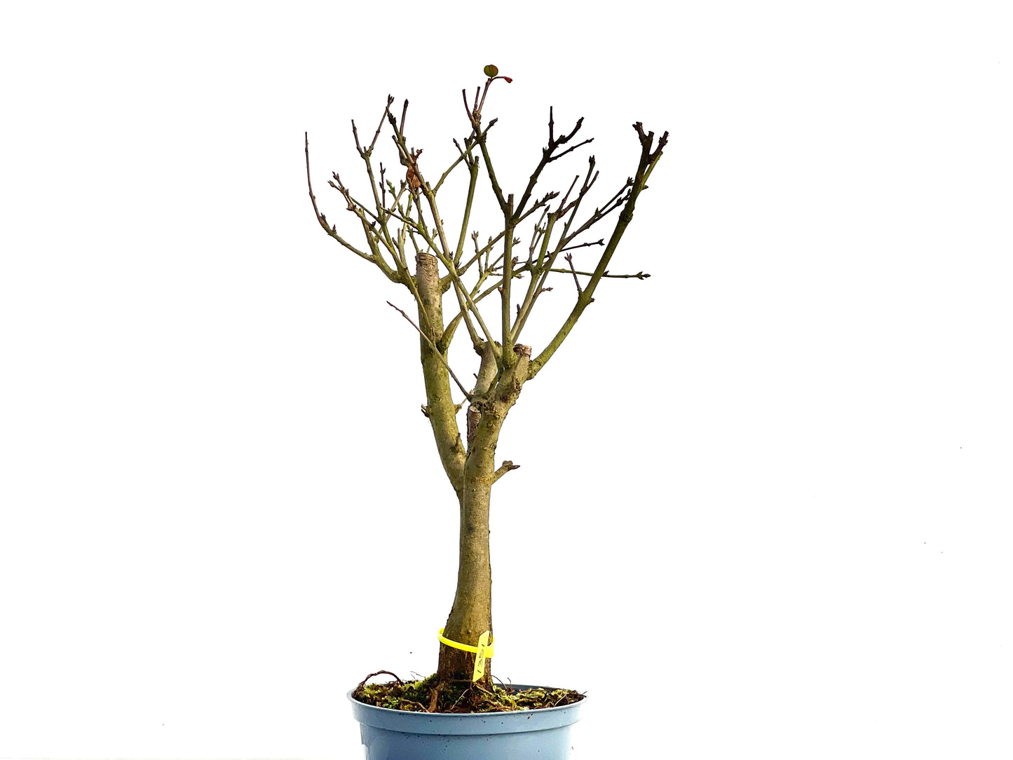 Punica Granatum Nana 1351