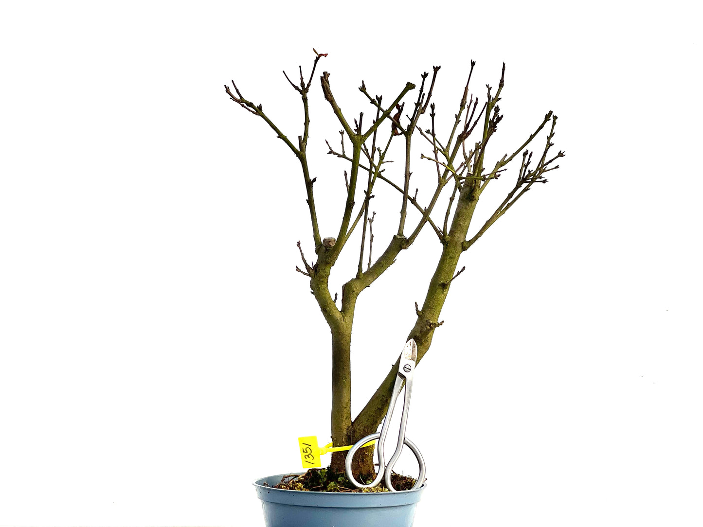 Punica Granatum Nana 1351