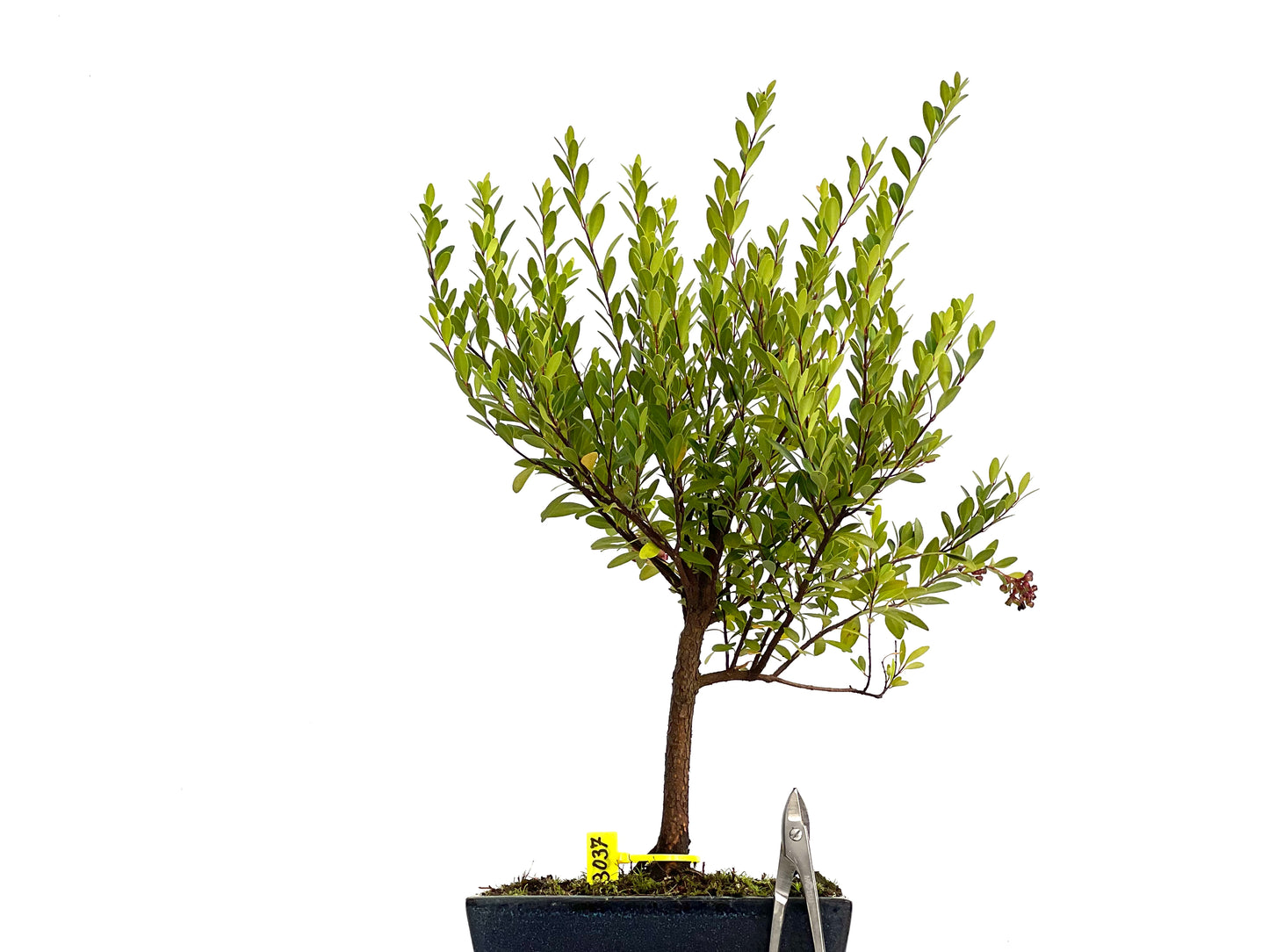 Syzigium Buxifolium 3037