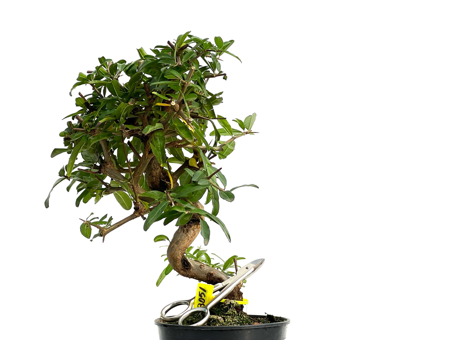 Punica Granatum Nejikan 3051