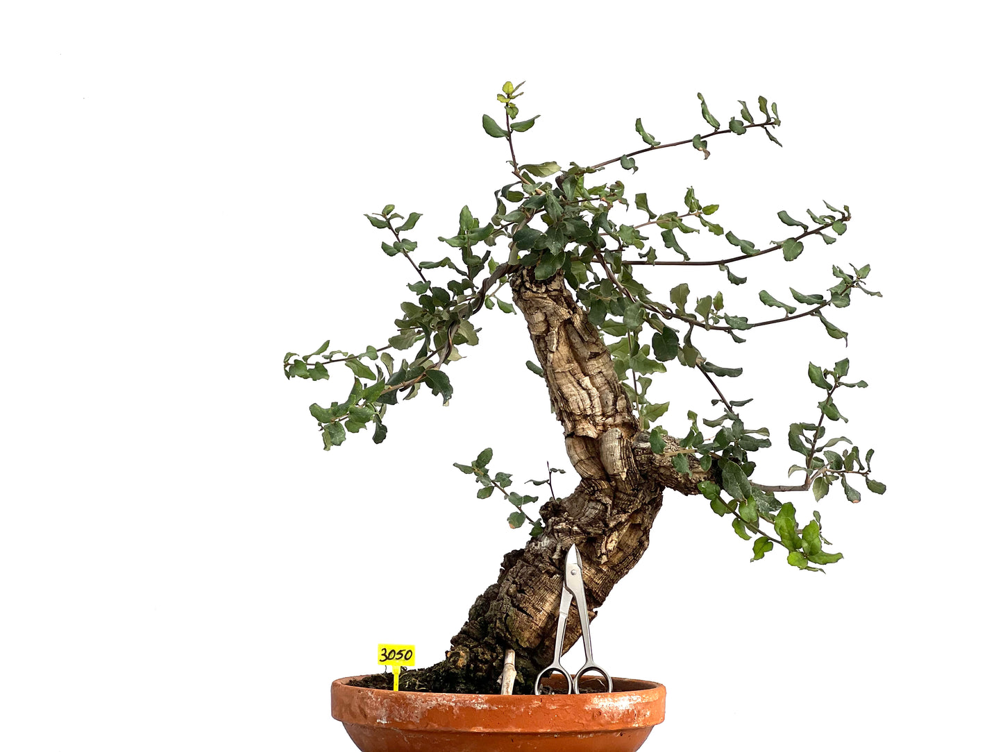 Quercus Suber 3050