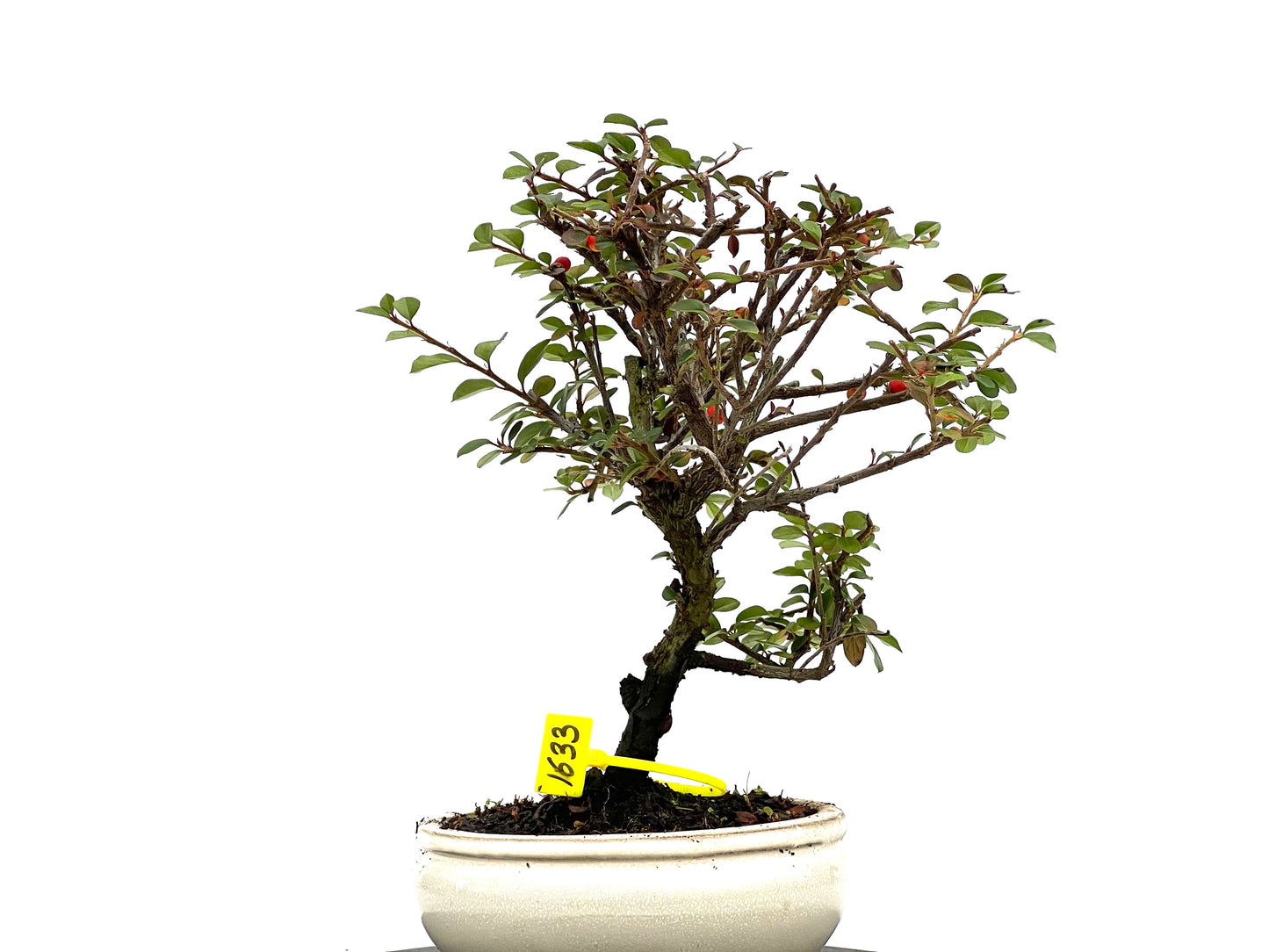 Cotoneaster 1633