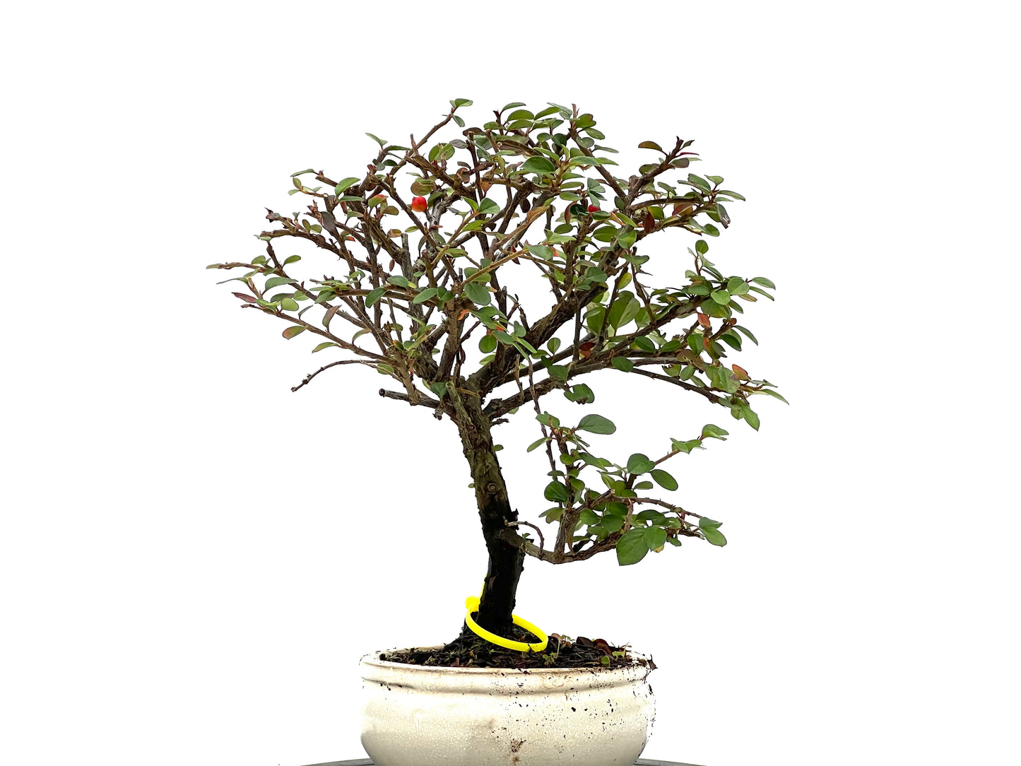 Cotoneaster 1633