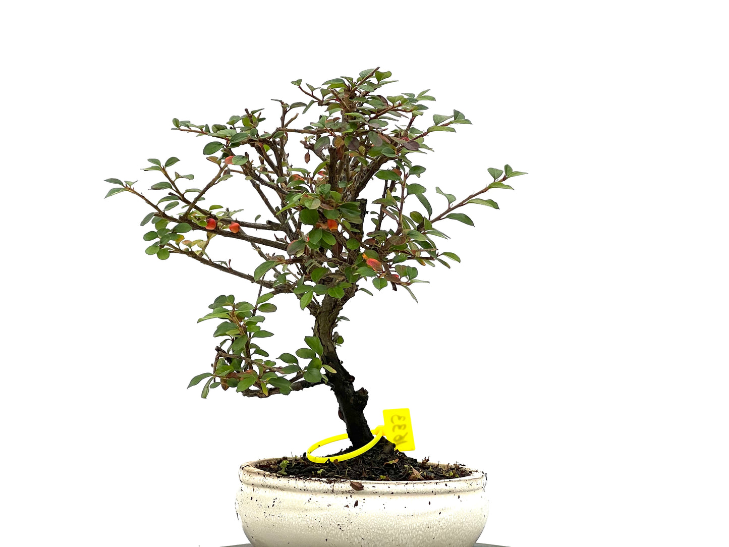 Cotoneaster 1633