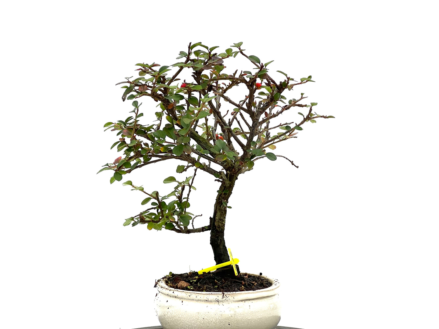 Cotoneaster 1633