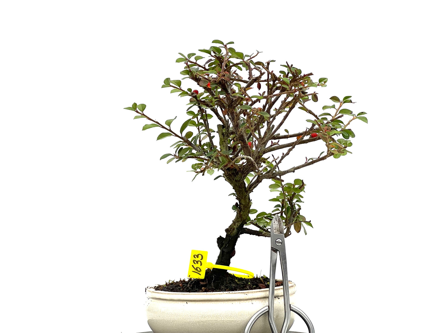 Cotoneaster 1633