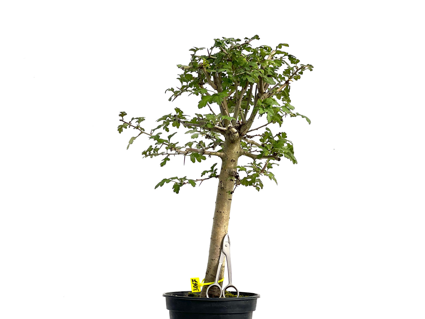 Crataegus Monogyna 3067