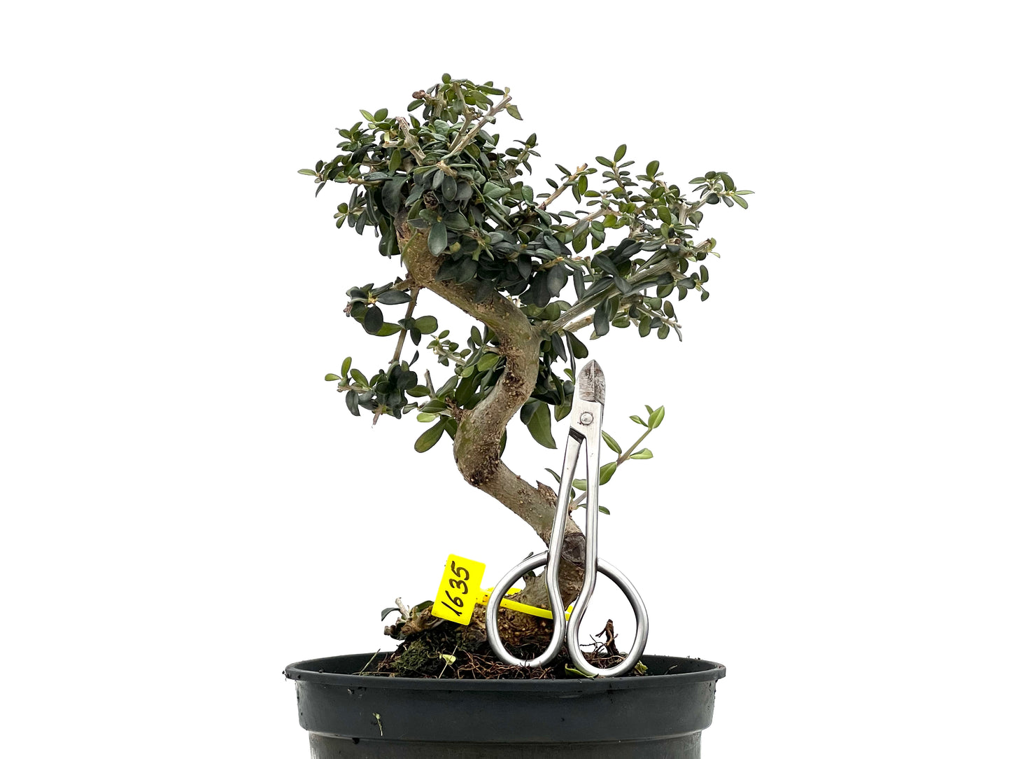 Olea Europaea Sylvestris 1635