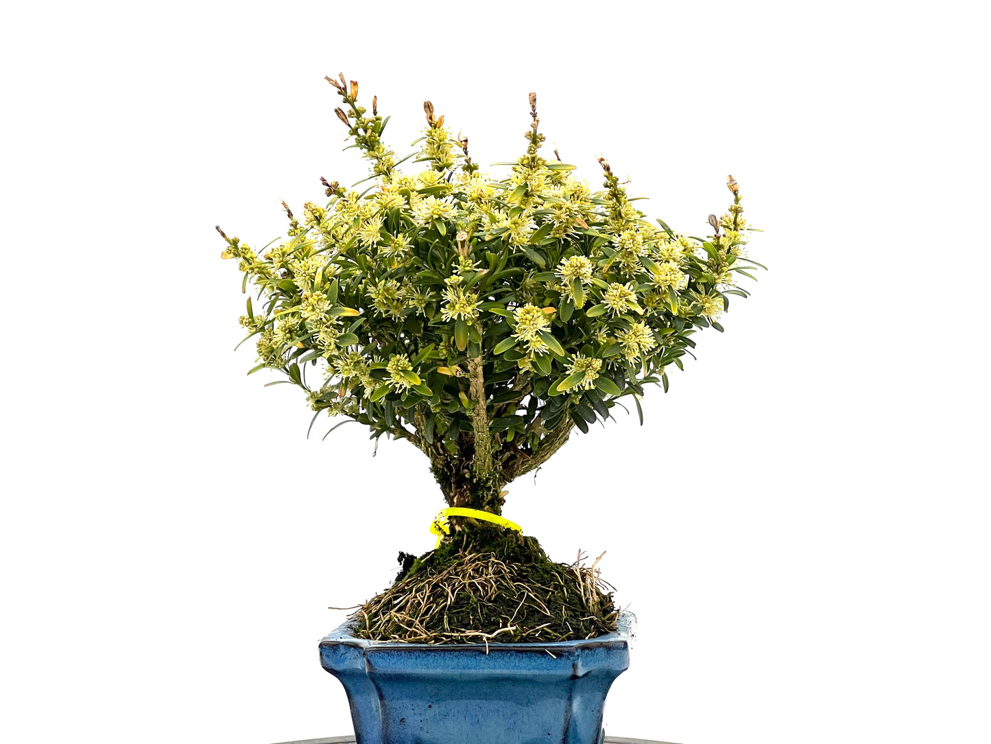 Buxus Harlandii 1641