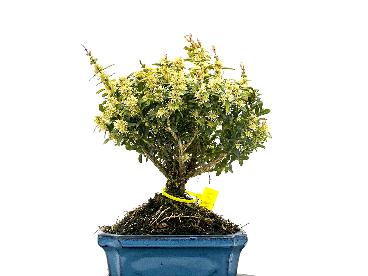 Buxus Harlandii 1641
