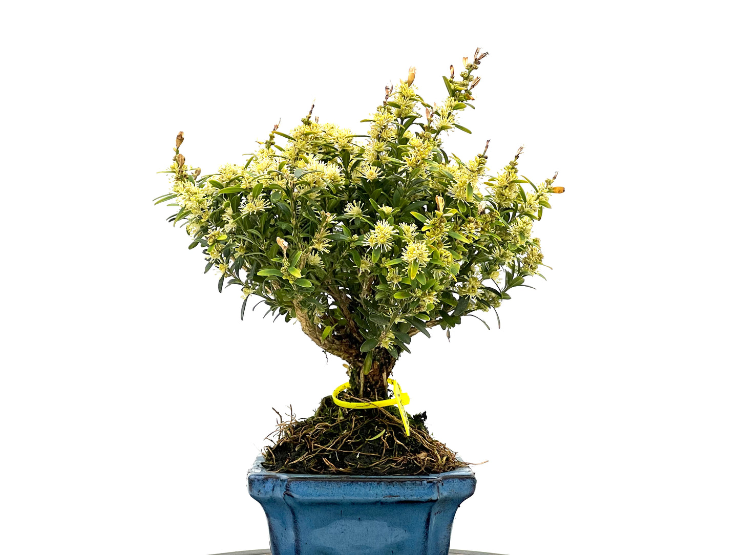 Buxus Harlandii 1641