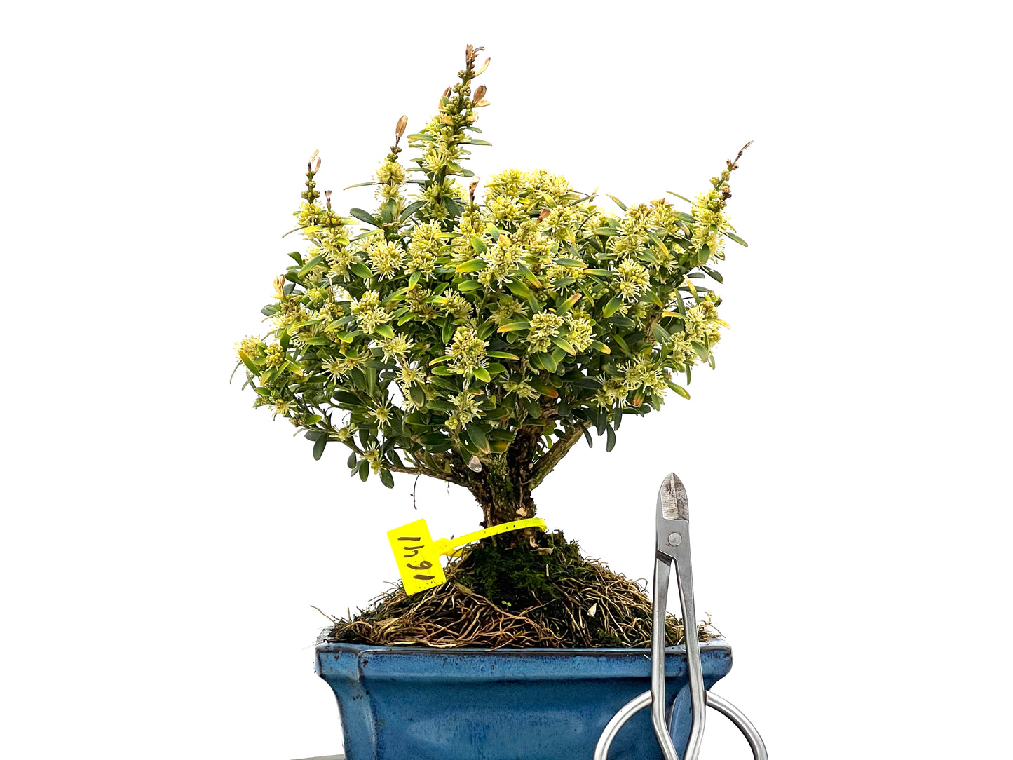 Buxus Harlandii 1641